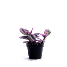 Load image into Gallery viewer, Tradescantia, 2.5in