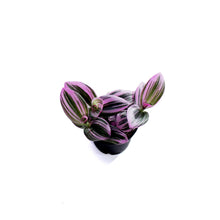 Load image into Gallery viewer, Tradescantia, 2.5in