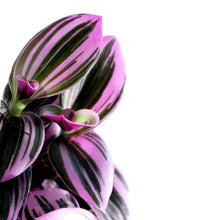 Load image into Gallery viewer, Tradescantia, 2.5in