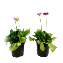 Load image into Gallery viewer, English Daisy, 4in