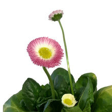 Load image into Gallery viewer, English Daisy, 4in