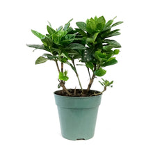 Load image into Gallery viewer, Gardenia, 4.5in