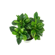 Load image into Gallery viewer, Gardenia, 4.5in