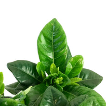 Load image into Gallery viewer, Gardenia, 4.5in