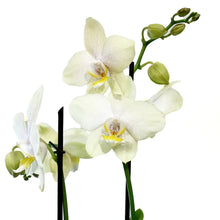 Load image into Gallery viewer, Orchid, 5in, Phalaenopsis MaximaFlora 2+ Spike