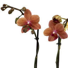 Load image into Gallery viewer, Orchid, 5in, Phalaenopsis MaximaFlora 2+ Spike
