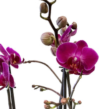 Load image into Gallery viewer, Orchid, 5in, Phalaenopsis MaximaFlora 2+ Spike