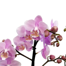 Load image into Gallery viewer, Orchid, 5in, Phalaenopsis MaximaFlora 2+ Spike