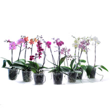 Load image into Gallery viewer, Orchid, 5in, Phalaenopsis MaximaFlora 2+ Spike