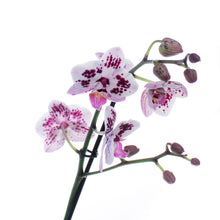 Load image into Gallery viewer, Orchid, 5in, Phalaenopsis MaximaFlora 2+ Spike