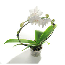 Load image into Gallery viewer, Orchid, 5in, Phalaenopsis Infinity Circle