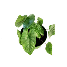 Load image into Gallery viewer, Alocasia, 6in, Low Rider