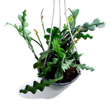 Load image into Gallery viewer, Fishbone Cactus, 6in HB