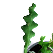 Load image into Gallery viewer, Fishbone Cactus, 6in HB
