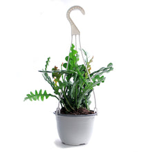 Load image into Gallery viewer, Fishbone Cactus, 6in HB