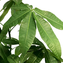Load image into Gallery viewer, Pachira, 10in, Money Tree