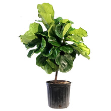 Load image into Gallery viewer, Ficus, 10in, Lyrata Bambino Standard Braid