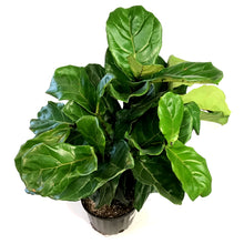 Load image into Gallery viewer, Ficus, 10in, Lyrata Bambino Standard Braid
