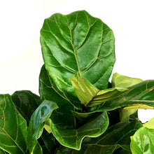 Load image into Gallery viewer, Ficus, 10in, Lyrata Bambino Standard Braid