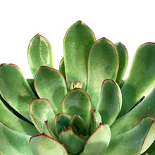 Load image into Gallery viewer, Succulent, 4in, Echeveria Pelusida
