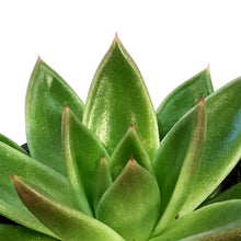 Load image into Gallery viewer, Succulent, 4in, Echeveria Miranda
