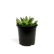 Load image into Gallery viewer, Succulent, 4in, Echeveria Miranda