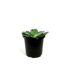 Load image into Gallery viewer, Succulent, 4in, Echeveria Blue Prince