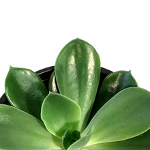 Load image into Gallery viewer, Succulent, 4in, Echeveria Blue Prince