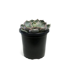 Load image into Gallery viewer, Succulent, 4in, Echeveria Lotus