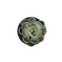 Load image into Gallery viewer, Succulent, 4in, Echeveria Lotus