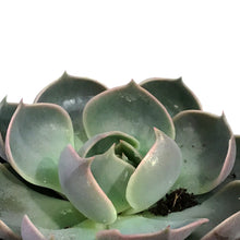 Load image into Gallery viewer, Succulent, 4in, Echeveria Lotus