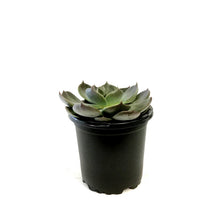 Load image into Gallery viewer, Succulent, 4in, Echeveria Marrom