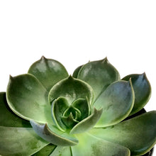 Load image into Gallery viewer, Succulent, 4in, Echeveria Marrom