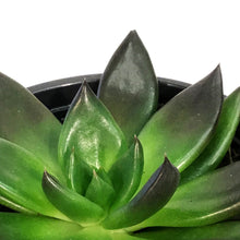 Load image into Gallery viewer, Succulent, 4in, Echeveria Preta