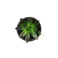 Load image into Gallery viewer, Succulent, 4in, Echeveria Preta