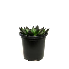 Load image into Gallery viewer, Succulent, 4in, Echeveria Preta