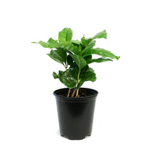 Load image into Gallery viewer, Coffee Plant, 3.5in