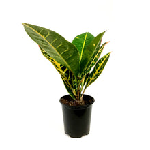 Load image into Gallery viewer, Croton, 3.5in, Petra