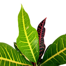 Load image into Gallery viewer, Croton, 3.5in, Nervia