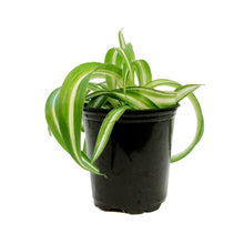 Load image into Gallery viewer, Spider Plant, 3.5in, Curly Bonnie