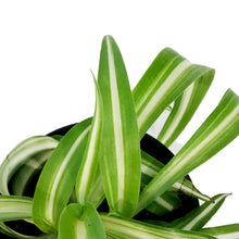 Load image into Gallery viewer, Spider Plant, 3.5in, Curly Bonnie