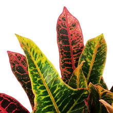 Load image into Gallery viewer, Croton, 6in, Oak Leaf