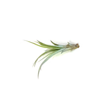 Load image into Gallery viewer, Tillandsia Brachycaulous Multiflora