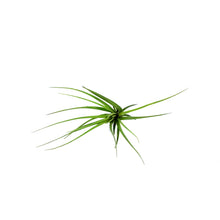 Load image into Gallery viewer, Tillandsia Melanocrater