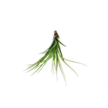 Load image into Gallery viewer, Tillandsia Melanocrater