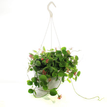 Load image into Gallery viewer, Dischidia, 7in HB, Imbricata
