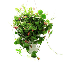 Load image into Gallery viewer, Dischidia, 7in HB, Imbricata