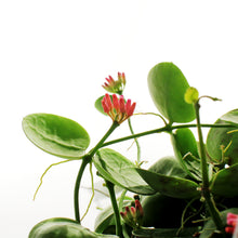 Load image into Gallery viewer, Dischidia, 7in HB, Imbricata