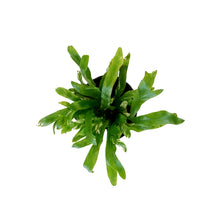 Load image into Gallery viewer, Fern, 4in, Bird's Nest Variegated