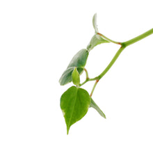 Load image into Gallery viewer, Peperomia, 7.5in HB, Scandens Variegated